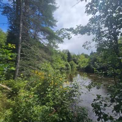 Lush forest with a calm stream.