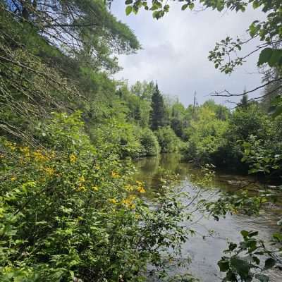 Forest river with dense green foliage