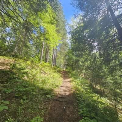 Forest hiking trail with lush green trees