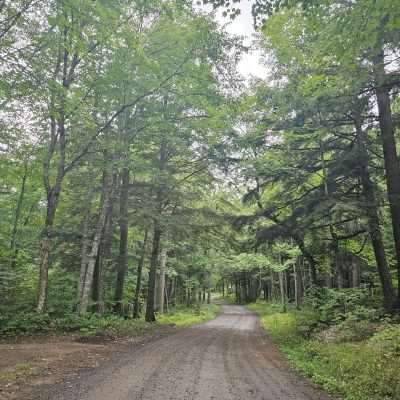 Forest path surrounded by dense trees