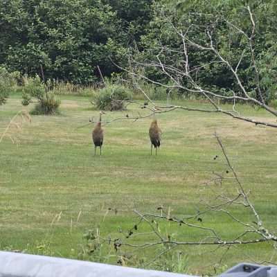 Two cranes standing in grassy field with trees.