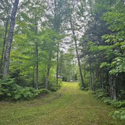 Forest path surrounded by green trees.