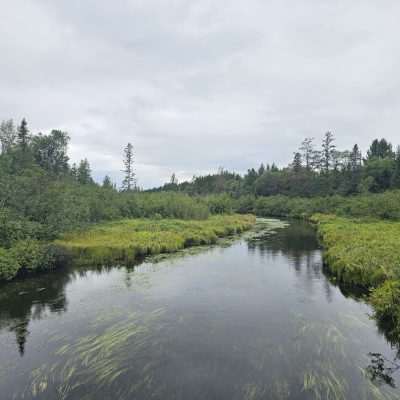 Serene river flowing through lush green forest.