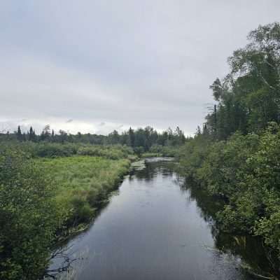 Lush green forest with a calm river