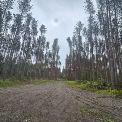 Dirt road through tall pine forest U. P. Michigan