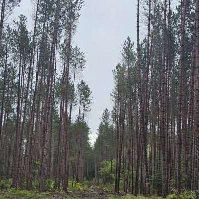 Dirt road through tall pine forest U. P. Michigan