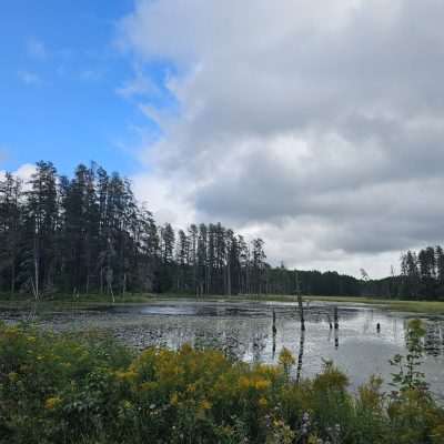 Forest lake with cloudy sky and flowers