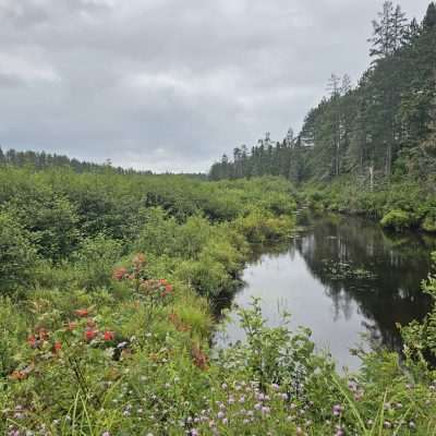 Lush green forest with a river in the U.P. Michigan