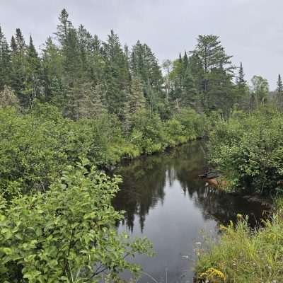 Forest stream surrounded by green trees and plants in the U.P. Michigan