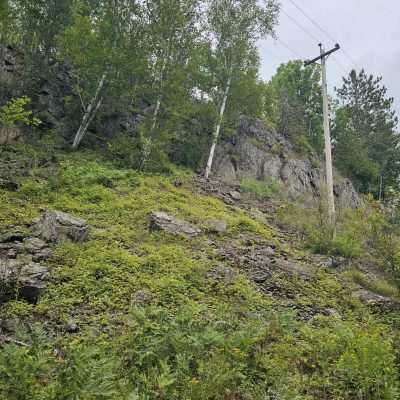 Green hillside with trees and utility pole