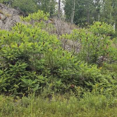 Green bushes with red flowers on rocky terrain