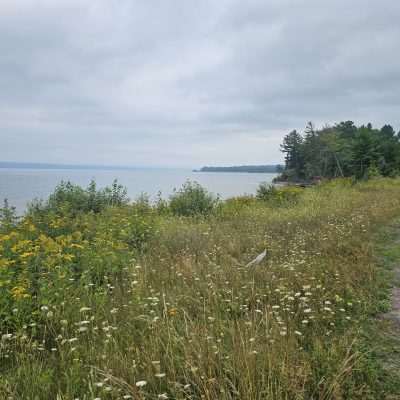 Scenic lakeside view with wildflowers and distant trees