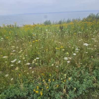 Wildflowers on a grassy beach shoreline