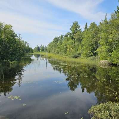 Serene forest river with green trees and reflection