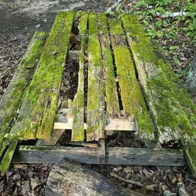 Old wooden bench covered in moss.