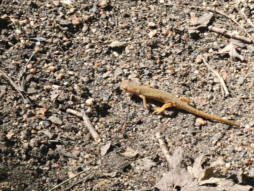 Lizard crawling on rocky ground