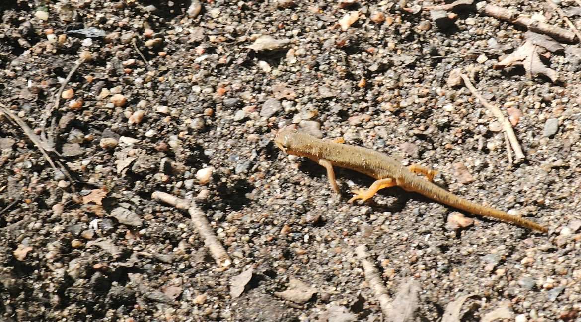 Lizard crawling on rocky ground