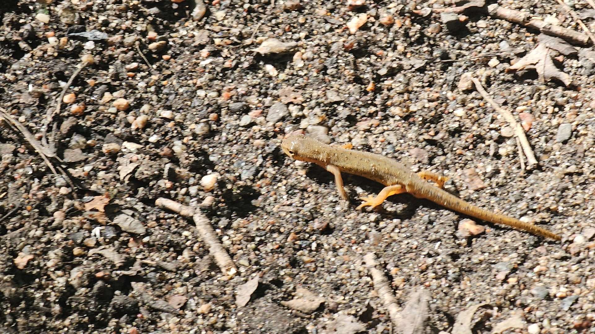 Lizard crawling on rocky ground