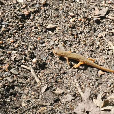 Lizard crawling on rocky ground