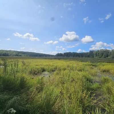 Scenic view of grassy wetland with trees.