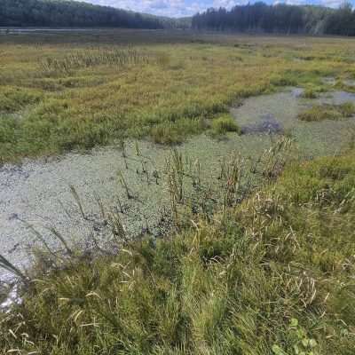 Lush marshland with water patches and distant forest