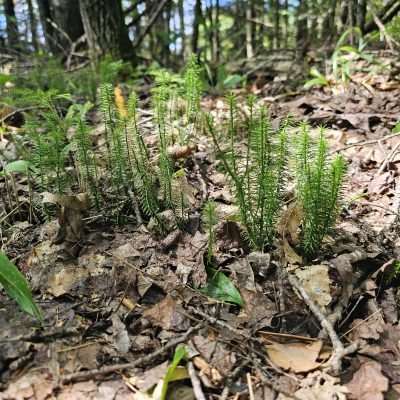 Small green plants growing on forest floor