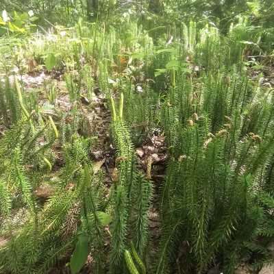 Dense forest ground covered with green plants.