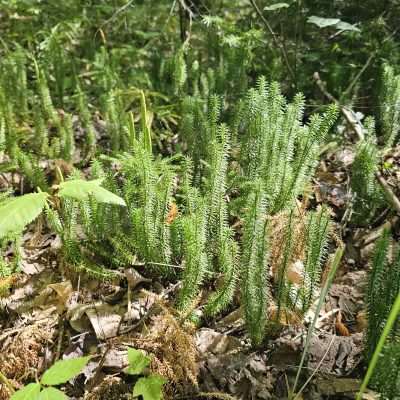 Close-up of green plants in a forest