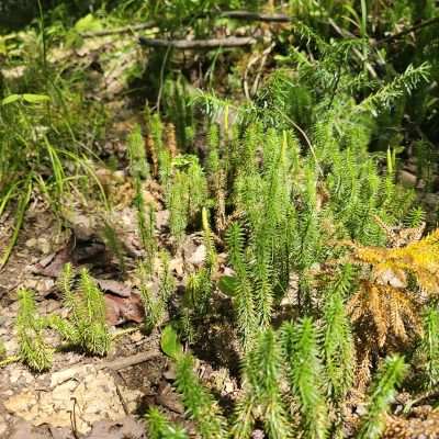 Close-up of forest floor with green plants