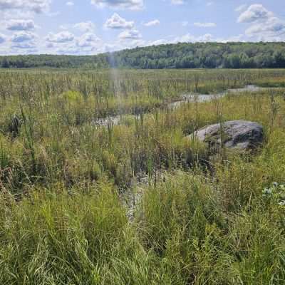 Lush wetland with tall grasses and clouds overhead.