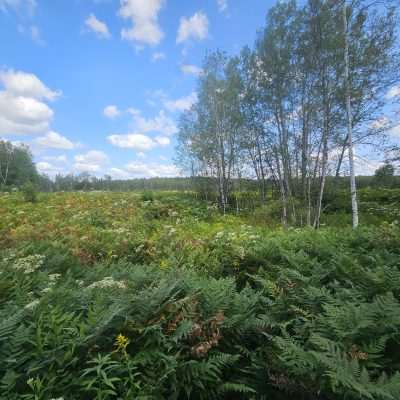 Knowles Creek Impoundment was once a Ducks Unlimited wetland project. Just 10 miles east of Wabeno WI on Knowles Creek Rd.