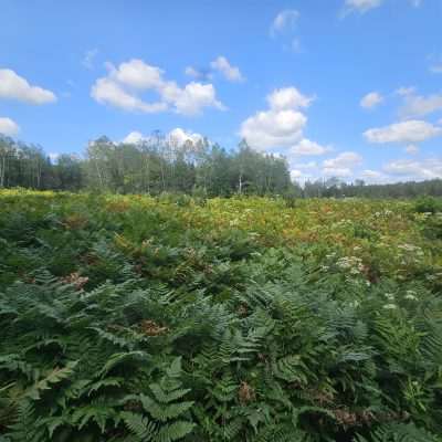 Forest under blue sky with fluffy clouds.