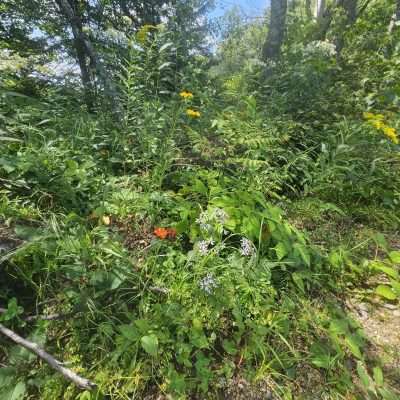 Knowles Creek Impoundment Lush green plants and wildflowers.