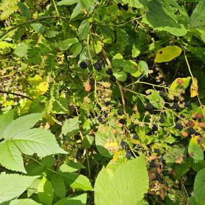 Wild blackberries growing in dense green foliage