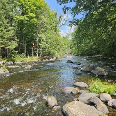 Flowing river in a lush forest