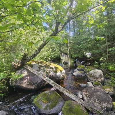 Forest stream with mossy rocks and green foliage.