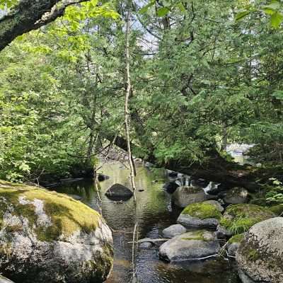 Stream with rocks and trees