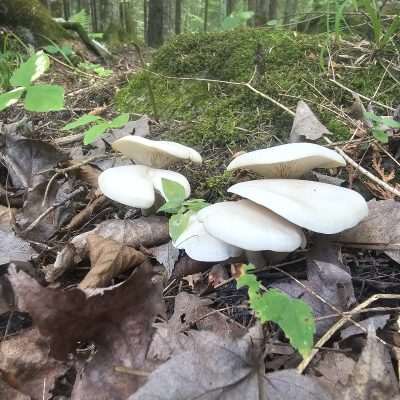 White mushrooms in a forest floor