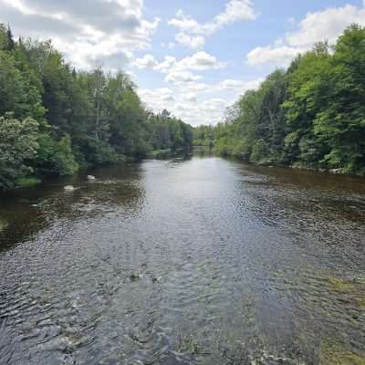 Serene river flowing through lush green forest