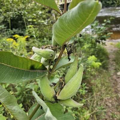 Close-up view of green plant by a river