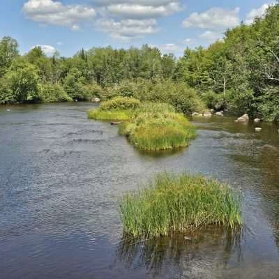 Serene river with lush green trees and grass