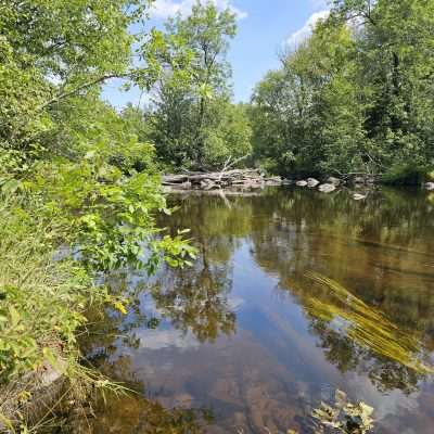 Tranquil forest stream with clear water and greenery.