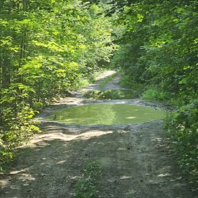 Forest trail with muddy puddles. Looks much worse than it was, the bottom was firm.