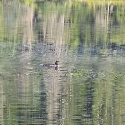 Duck swimming in a calm lake