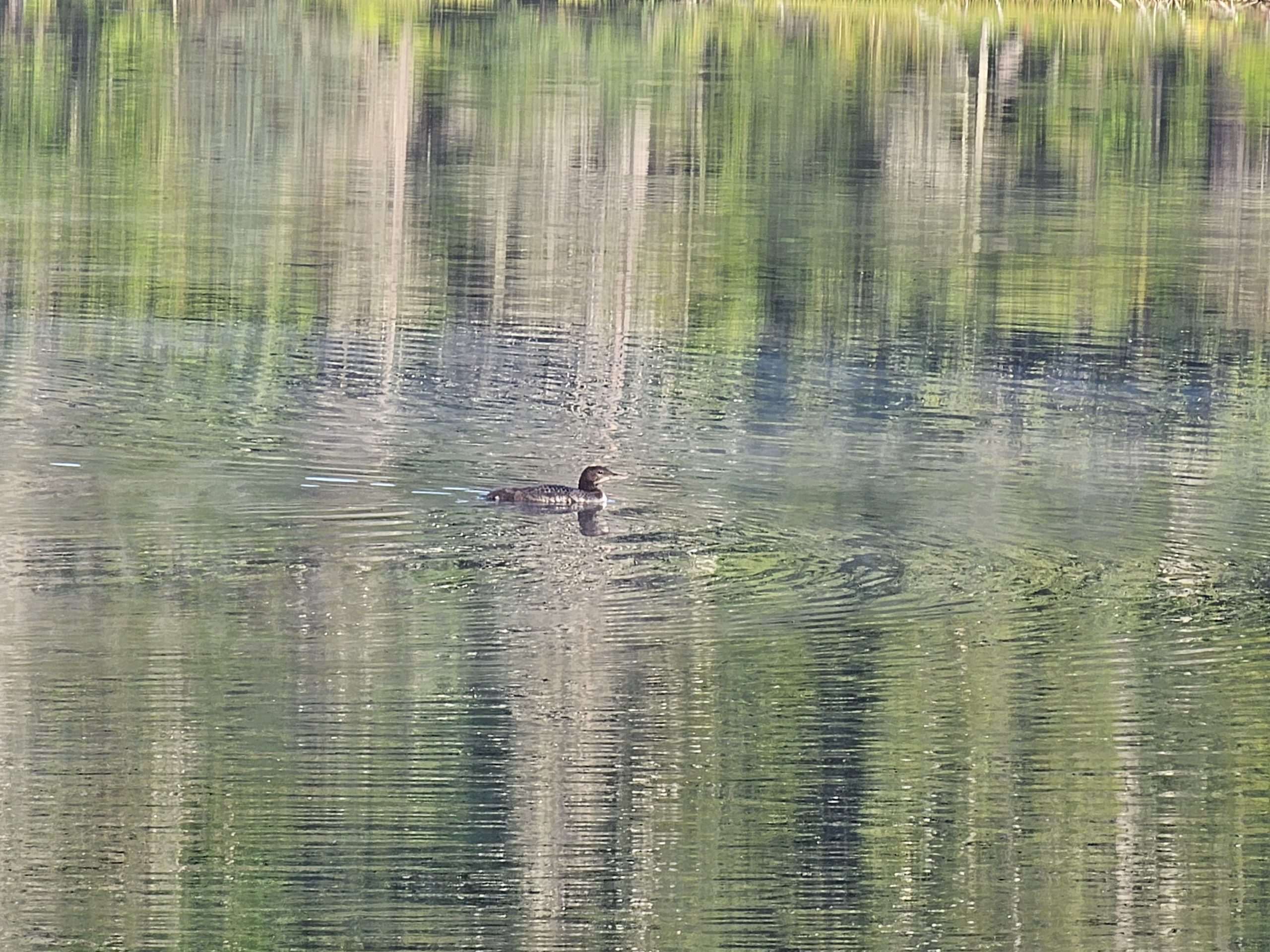 Single Loon Parent and One Loon Baby