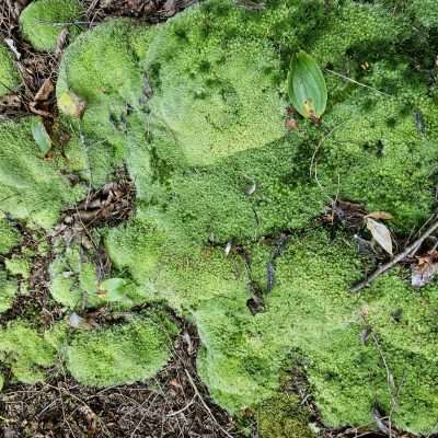 Close-up of bright green moss on forest floor.