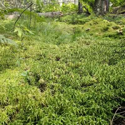 Forest floor covered in green moss.