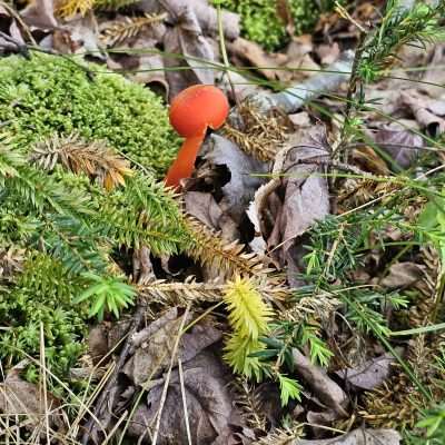 Red mushroom growing in the forest floor.