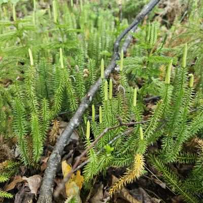 Close-up of green moss and undergrowth.