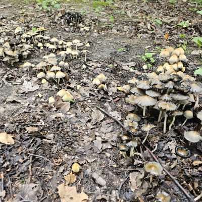 Mushrooms growing on forest floor with fallen leaves.